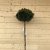 Pinus mugo Mops, Bergtall, 80 stam C10