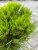 Pinus nigra Marie Brégeon ®, Svarttall Stam