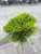 Pinus nigra Marie Brégeon ®, Svarttall Stam