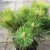 Pinus nigra Nana, Svarttall, C2
