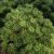 Pinus nigra Nana, Svarttall, C2