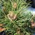 Pinus nigra Nana, Svarttall, C2
