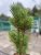 Pinus nigra Richard, Svarttall