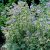 Polemonium caeruleum Blanjou ® (Brise d'anjou), Blågull, P9cm