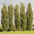Populus nigra Italica, Italiensk Pelarpoppel 10-pack, 65-100 barrot