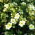 Potentilla fruticosa Limelight, Ölandstok, C3,5