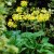 Primula florindae, Sommarviva, P9cm