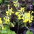 Primula florindae, Sommarviva, P9cm