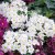 Primula pruhoniciana Schneewittchen, Violviva