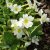 Primula pruhoniciana Schneewittchen, Violviva, C11,5cm