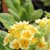Primula veris Lime with Orange, Gullviva, C11cm