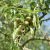 Mandel, Prunus dulcis (amygdalus), C4