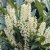 Prunus laurocerasus Otto Luyken, Lagerhägg