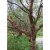 Prunus serrula, Glanskörsbär, 175-200 C15