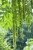 Pterocarya fraxinifolia fk Uppsala E, Kaukasisk Vingnöt