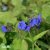Pulmonaria angustifolia Blue Ensign, Smalbladig Lungört, P11cm