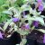 Pulmonaria hybr. Samourai, Lungört, P9cm