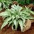 Pulmonaria hybr. Samourai, Lungört, P9cm