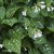 Pulmonaria offic. Sissinghurst White, Fläcklungört, C13cm
