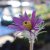Pulsatilla vulgaris Papageno, Backsippa, P9cm