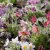 Pulsatilla vulgaris Papageno, Backsippa, P9cm