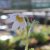 Pulsatilla vulgaris Perlen Glocke, Backsippa, P9cm