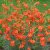 Korall Lilja pumilum (tenuifolium) 3st