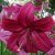 Lilium longiflorum Purple Marble, Trumpetlilja, P11cm