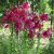Lilium longiflorum Purple Marble, Trumpetlilja, P11cm