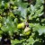 Quercus robur FK Linköping E, Skogsek, utr 150-200 co