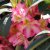 Rhododendron hybr. Raphaela, Rododendron, 60-70 C12