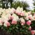Hydrangea paniculata Living Red Velvet ®