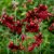 Tigerlilja Red Velvet 3st