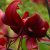 Tigerlilja Red Velvet 3st