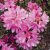 Rhododendron ponticum Graziella, Rododendron