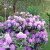 Rhododendron cataw. Grandiflorum, Parkrododendron, 40-50 C5