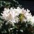 Rhododendron cauca. Cunningham´s White, Parkrododendron, 40-50 C5