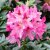Rhododendron cauca. Cosmopolitan, Rododendron, 70-80 C15