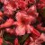 Rhododendron hybr. Tortoiseshell Orange, Rododendron