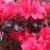 Rhododendron japonica Maruschka ®, Japansk Azalea, 25-30 C3