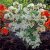 Rhododendron Knap Hill Persil, Azalea, 40-50 C5