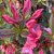 Sommar Azalea