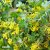 Ribes aureum var. villosum, Doftrips, busk C3,5