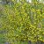 Ribes aureum var. villosum, Doftrips, busk C3,5