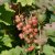 Ribes rubrum Pink Champagne, Rosa Vinbär, busk C3,5
