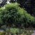 Robinia pseudoacacia Umbraculifera, Klotrobinia, 80 stam C4