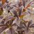 Rodgersia pinnata Bronze Peacock, Fingerrodgersia