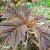 Rodgersia pinnata Chocolate Wing ®, Fingerrodgersia, SQ1