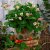 Fragaria x ananassa Pink Triathlon, Ampeljordgubbe, P11cm