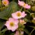 Fragaria x ananassa Pink Triathlon, Ampeljordgubbe, P11cm